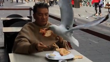 Đàm Vĩnh Hưng 'đanh đá' đáp trả khi bị đàn chim lao đến cướp thức ăn