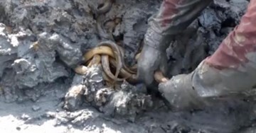 Sởn gai ốc xem tay không hốt cả ổ lươn