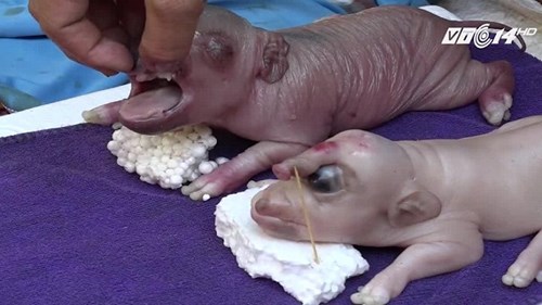 Dân kéo nhau đi xem lợn mẹ đẻ ra 'voi con' ở Đồng Tháp