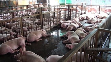 Vụ lợn “phê thuốc”: Cán bộ thú y “vô can”