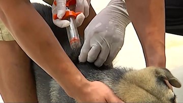 Đã có 60 người tử vong vì bệnh dại