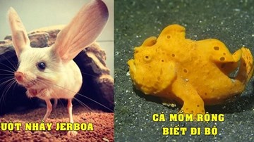 Những loài động vật có thật trên đời mà nhìn qua cứ tưởng rằng là hàng fake
