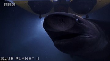 Cá mập đâm nứt kính tàu ngầm vì tưởng kẻ tranh ăn