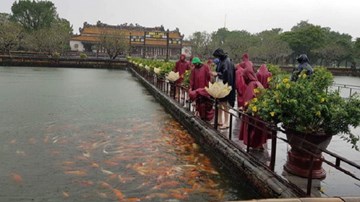 Đàn cá ngàn con bơi trong nước lũ ở Đại nội Huế