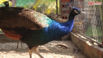 Trở thành tỷ phú nhờ nuôi chim Khổng tước