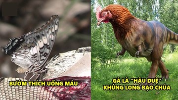10 sự thật “trần trụi” nhưng đầy thú vị về các loài vật mà bạn chưa biết