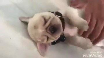 Dân mạng thích thú với chú chó 'lầy lội' ngủ quên trời đất