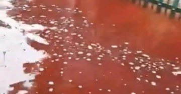 Rùng mình máu động vật từ các lò mổ gây ngập lụt khu dân cư