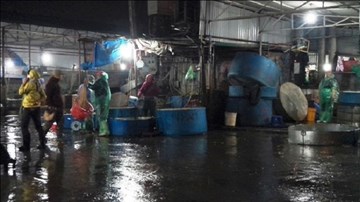 Thâm nhập chợ đầu mối tiêu thụ cá “bẩn” lớn nhất HN
