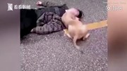 Chó tội nghiệp cố đánh thức chủ tử vong trên đường