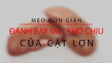Mẹo đơn giản đánh bay mùi khó chịu của cật lợn