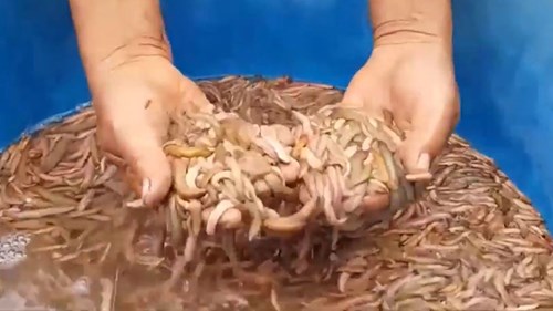 Dân Hải Phòng sung sướng kiếm bộn tiền nhờ thu hoạch 'lộc trời'