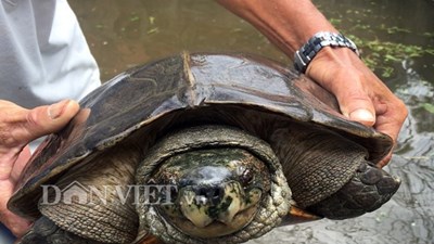 Lão nông miền Tây nuôi hàng trăm con rùa “khủng”
