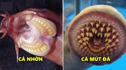 Những sinh vật biển có hình dáng như quái vật trong các bộ phim kinh dị