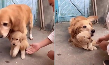 Chó mẹ nhất định không cho chủ động vào con