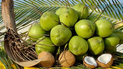 Lợi ích của trái dừa trong đông y