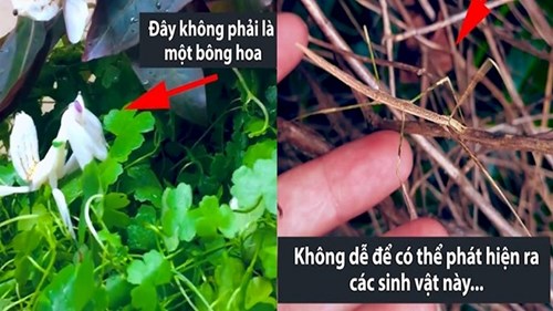 Cận cảnh khả năng ngụy trang quá hoàn hảo của các loài động vật