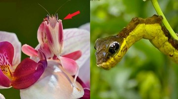7 loài sinh vật có khả năng ngụy trang bậc thầy
