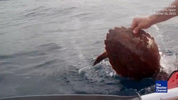 Phát hiện sinh vật lạ trên biển, hai người đàn ông bất ngờ nhảy xuống nước
