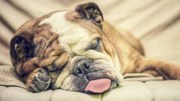 Nghiên cứu mới: chó vẫn học hỏi ngay cả trong lúc ngủ