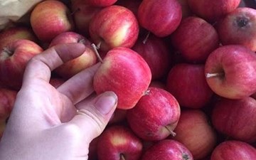 Sự thật về hoa quả đặc sản bán la liệt trên phố Hà Nội