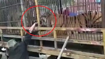 Hiếu kỳ, thò tay vào chuồng cho hổ ăn, bị hổ ngoạm suýt đứt lìa tay