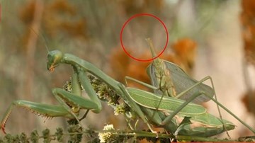 Kinh dị bọ ngựa đực không đầu giao phối với con cái