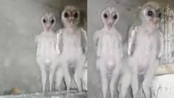 Phát hiện sinh vật có ngoại hình giống hệt người ngoài hành tinh ở Ấn Độ