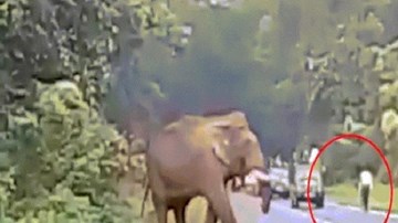 Hãi hùng cảnh voi dữ khổng lồ giẫm chết người ở Ấn Độ