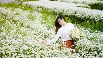 Giới trẻ thả ga 'sống ảo' trên cánh đồng hoa cúc họa mi đẹp nhất Hà Nội