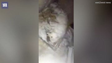 Bị chủ bỏ mặc ngoài trời -32°C, chú chó đóng băng chết thương tâm