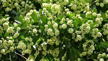 Người dân Hà Nội khổ vì “hoa sữa nồng nàn”