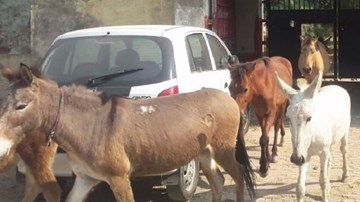 Cảnh sát Ấn Độ bắt giam 8 con lừa vì ăn lá cây nhà hàng xóm