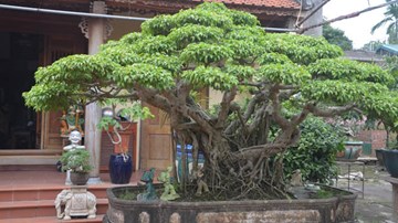 Ngắm “kiệt tác” sanh 120 tuổi từng được trả giá hơn 5 tỷ đồng