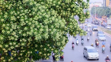 Dân đề xuất chặt bớt cây hoa sữa, công ty cây xanh Hà Nội nói gì?