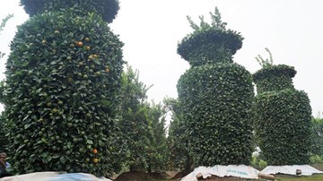 Độc lạ: 