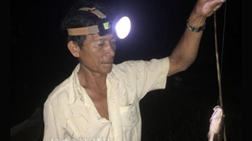 Cần thủ hé lộ tuyệt chiêu câu cá lóc đồng bằng mồi nhái nhàn tênh