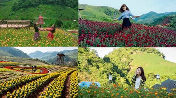 Thung lũng hoa Mộc Châu, Sơn La: Điểm đến mới của giới trẻ