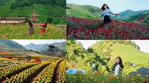 Thung lũng hoa Mộc Châu, Sơn La: Điểm đến mới của giới trẻ