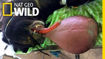 Chú gấu đáng thương có lưỡi to như quả bóng