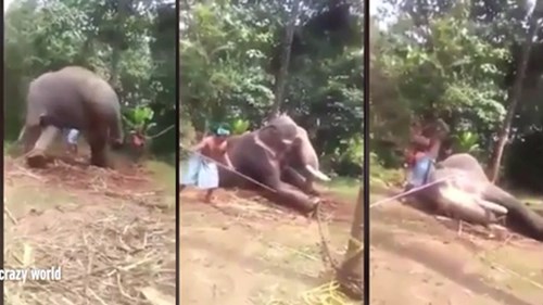 Đánh gãy chân voi để thuần hóa phục vụ khách du lịch