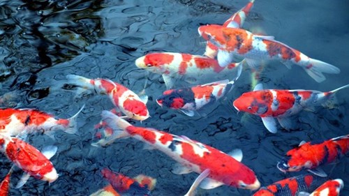 Mục sở thị nuôi cá koi trên sông Hồng bỏ túi hàng tỷ đồng