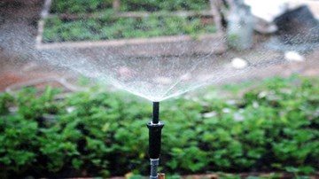 Dùng tin nhắn để... tưới nước tự động cho cây trồng