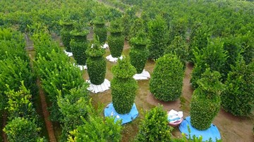 Uốn cây quýt thành lọ lục bình, nông dân thu lãi 'khủng'