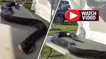 Bắt trăn quái vật dài 5,2m có thể ăn thịt bất kỳ ai