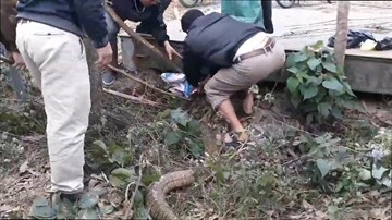 Nhiều người cùng dùng kích điện bắt rắn hổ mang chúa 