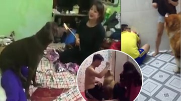 Những chú chó bênh chủ theo cách “siêu đáng yêu” gây sốt MXH