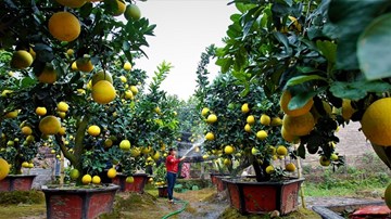 ‘Đột nhập’ vườn bưởi tiền tỷ của nông dân Hưng Yên