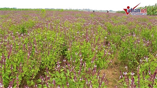 Bí kíp thu lãi 'khủng' từ trồng hoa 'Lavender Việt’