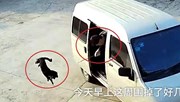 Cẩu tặc Trung Quốc đi ô tô, quăng thòng lọng trộm chó trong 5 giây gây sốc